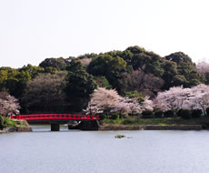 丸山公園（甘木公園）