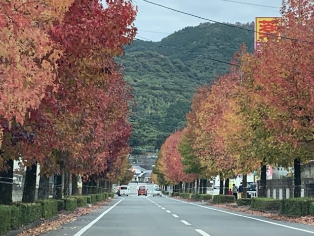 並木道紅葉｜樹木葬　福岡