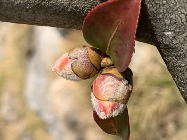 樹木葬のワビスケ｜福岡の霊園・樹木葬