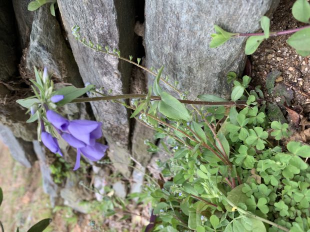 花ざかり　名もなき花｜福岡の樹木葬｜福岡の霊園