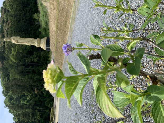 福岡の樹木葬｜紫陽花