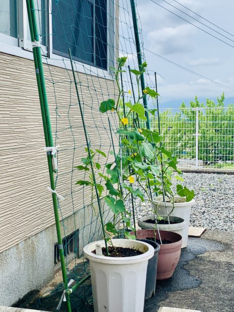 グリーンカーテン｜フォレストパークあさくら　永代供養