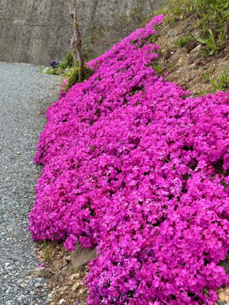 福岡の樹木葬｜フォレストパークあさくら