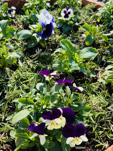 パンジー｜フォレストパークあさくら