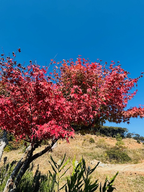 もみじ｜福岡朝倉の霊園