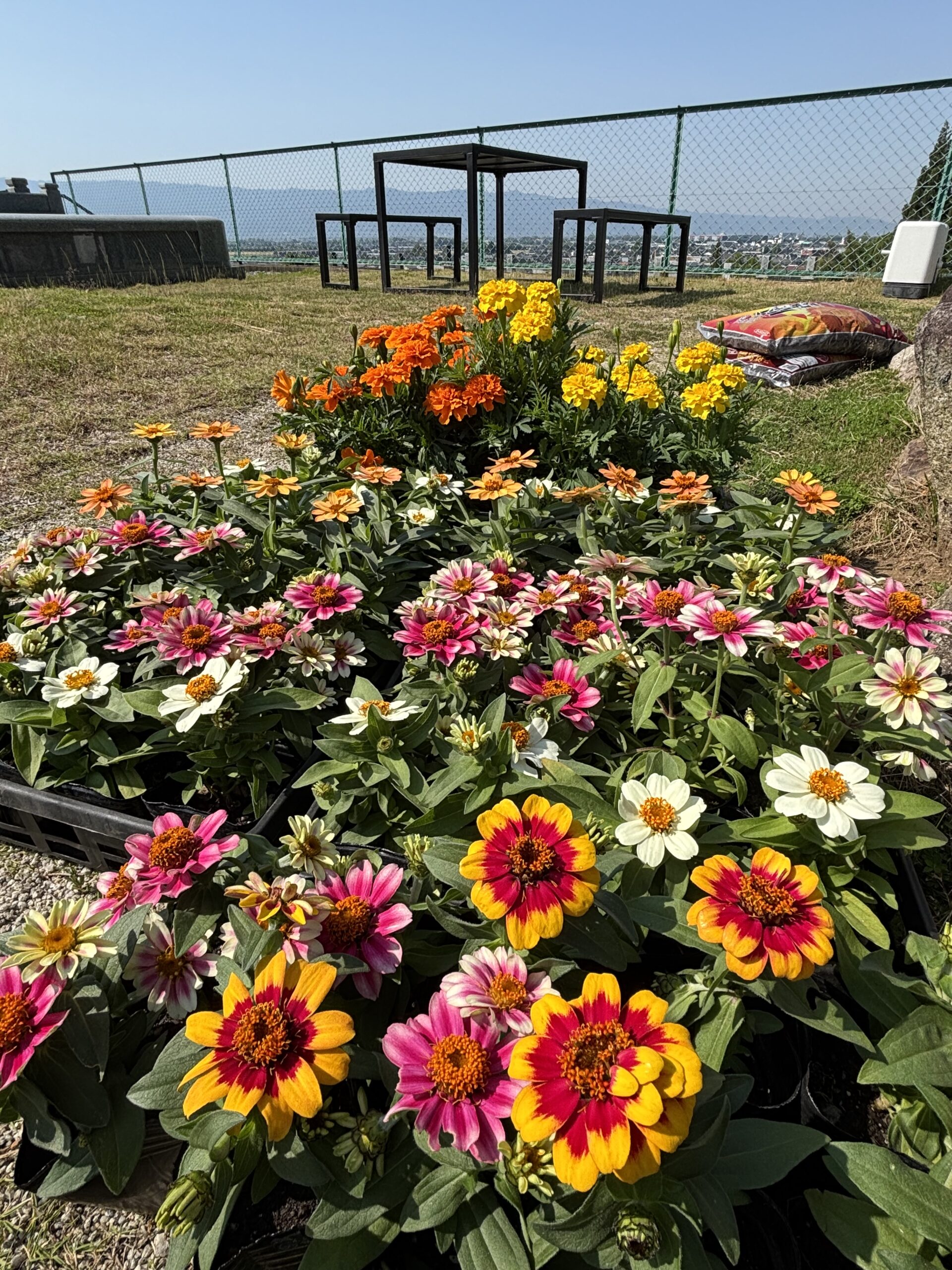 福岡県朝倉市　フォレストパークあさくらの樹木葬花壇の花
