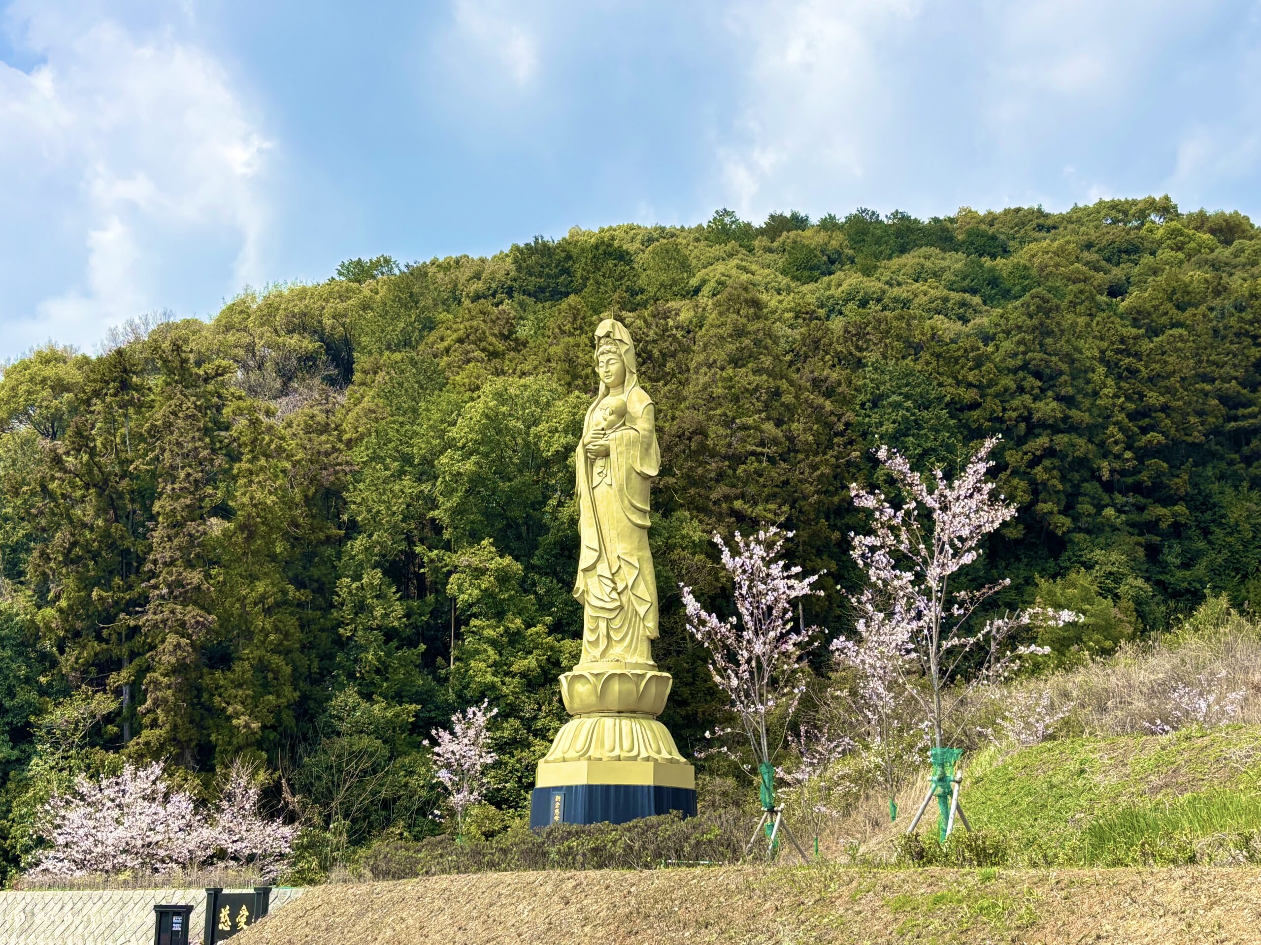 福岡県朝倉市　フォレストパークあさくらに植えてある桜